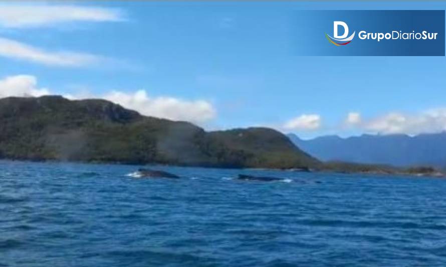 ¡Hermoso!: Divisan ballenas cerca de Raúl Marín Balmaceda