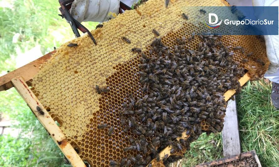 Inédito estudio permitirá diferenciar la miel de origen aysenino