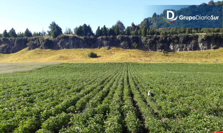 Recuperación de suelos: un inicio para la productividad rural de Aysén