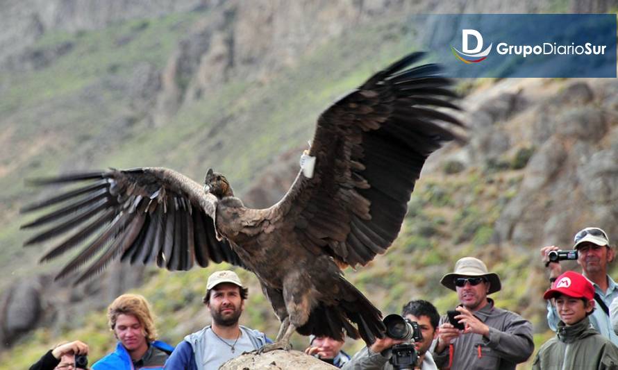 Liberarán pareja de cóndores en Parque Nacional Patagonia