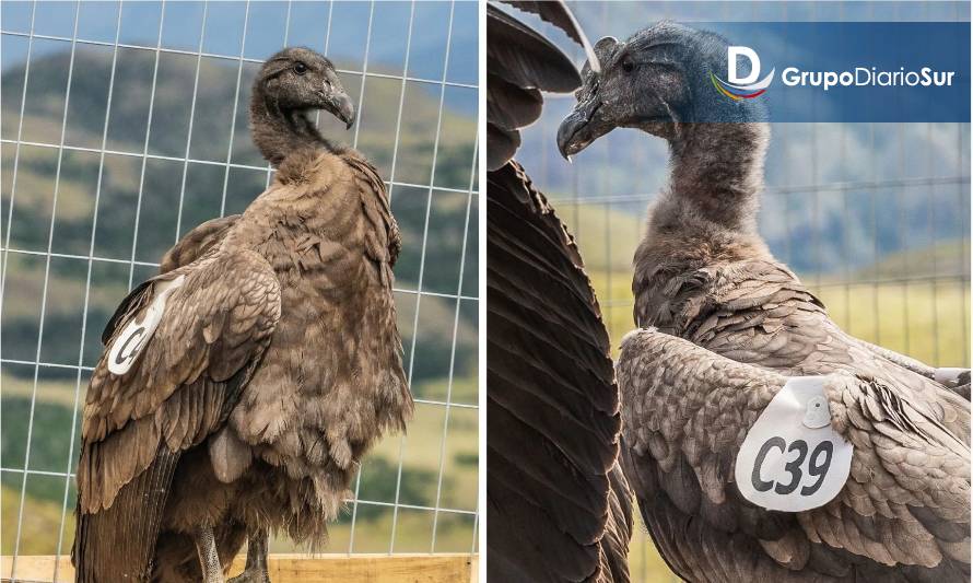 "Pumalín" y "Liquiñe" ya vuelan libres por cielos patagónicos