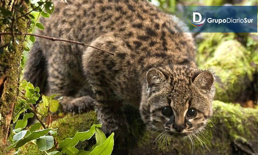 Conaf confirma presencia de cuatro especies de felinos nativos en Parque Nacional Cerro Castillo
