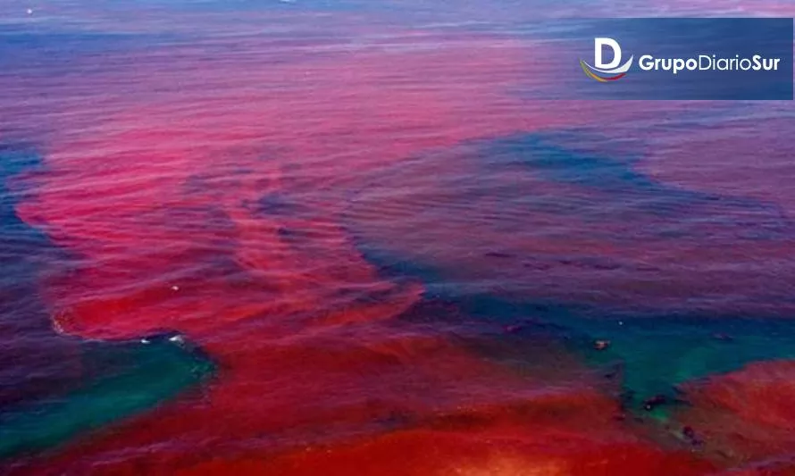 Seremi de Salud Aysén: “Todos debemos ser responsables frente a la Marea Roja”