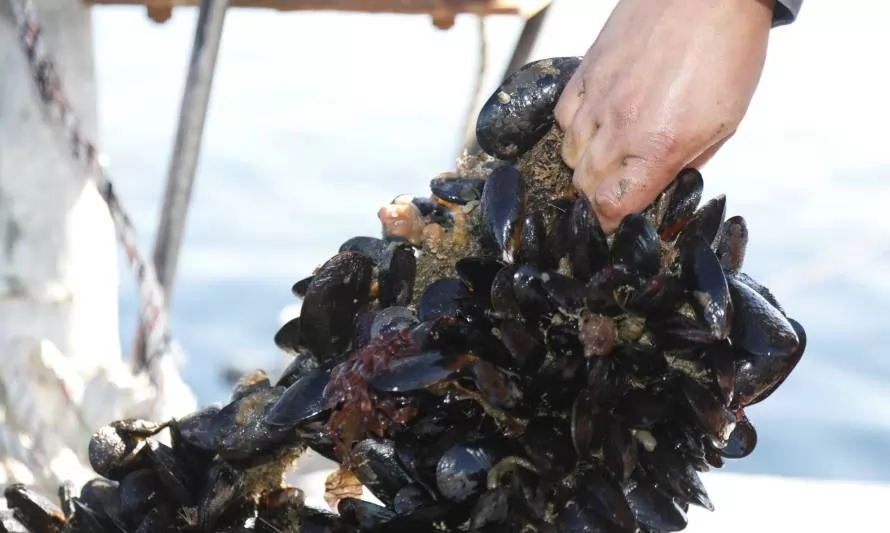 Mitilicultores piden no dejar de comer mariscos y buscar certificación libre de toxinas