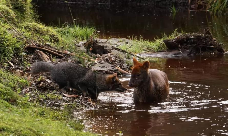 Video capta a zorro chilote intentando cazar a un pudú