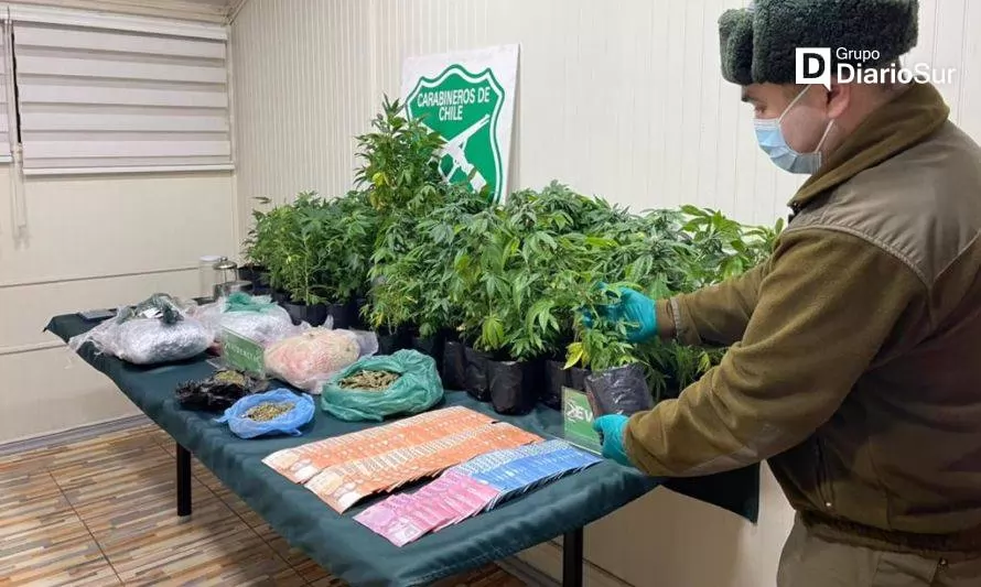 Formalizan a dos personas por tráfico y cultivo ilegal de cannabis