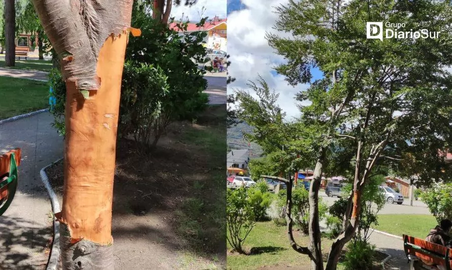 Municipio de Cochrane denuncia daños contra árbol nativo