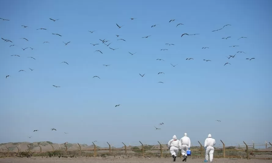 Primeros casos de gripe aviar en Chile: SAG intensifica vigilancia 