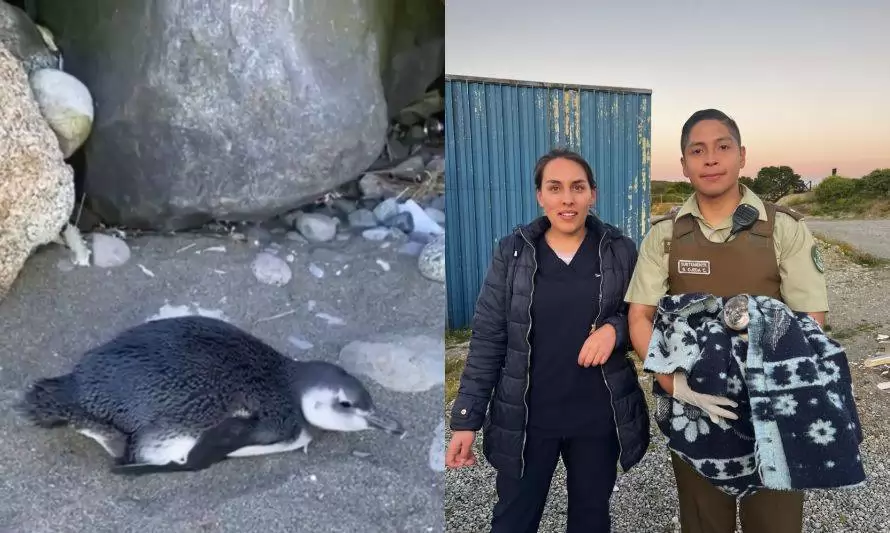 Carabineros rescata a asustado pingüino en balneario de Puerto Montt