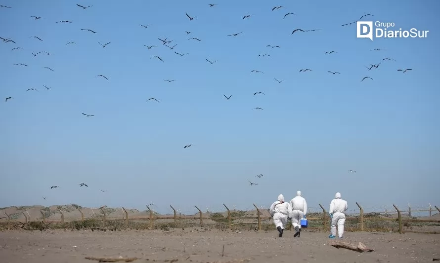 Confirman primer caso de influenza aviar en la Región de Los Lagos
