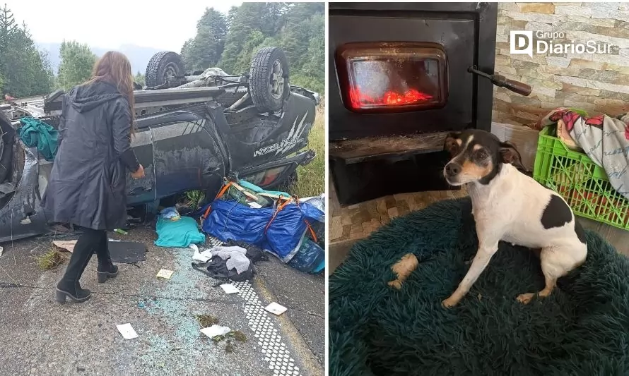 La historia de Nina, la perrita perdida tras accidente en Puerto Aysén
