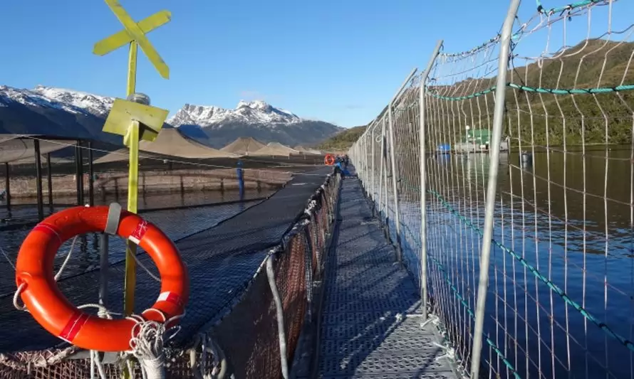 Por sobreproducción: inician cinco procedimientos sancionatorios a salmonera en Aysén y Magallanes
