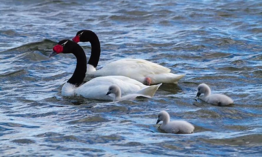 Triste balance: 250 cisnes de cuello negro han sido incinerados por gripe aviar en Valdivia