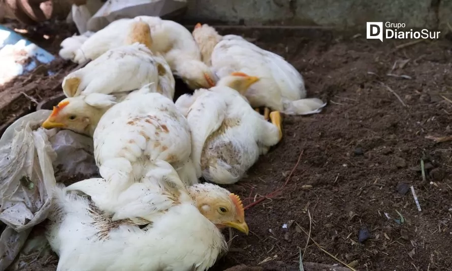 De Ñirehuao es el primer caso confirmado de gripe aviar en la región 