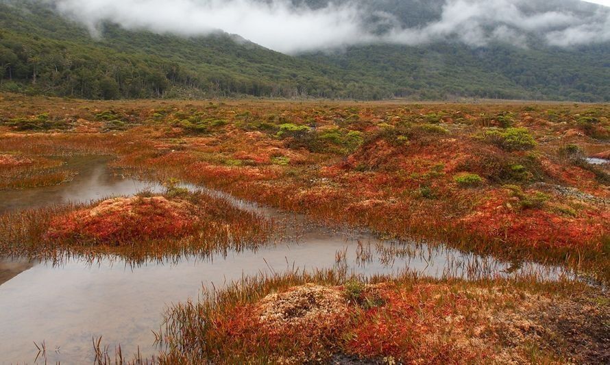 Estudio determina cantidad de carbono almacenado en la Patagonia chilena