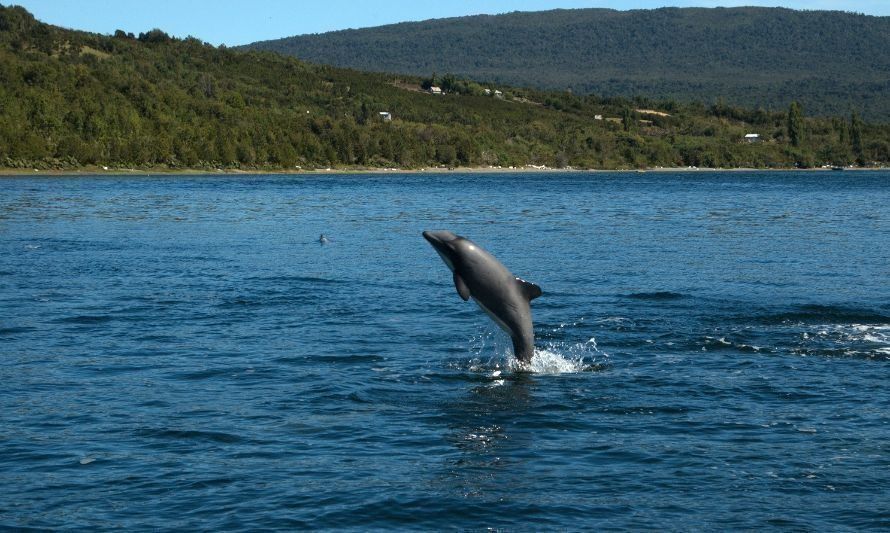 Delfines chilenos sorprenden en puerto Raúl Marín Balmaceda en la Región de Aysén