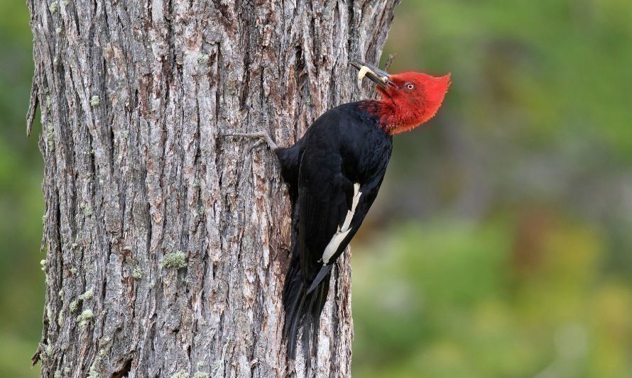 Captan espectacular registro de carpintero negro en la Región de Aysén