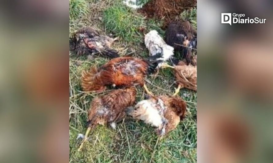 Vecino de El Claro perdió a sus aves tras ataque de perros