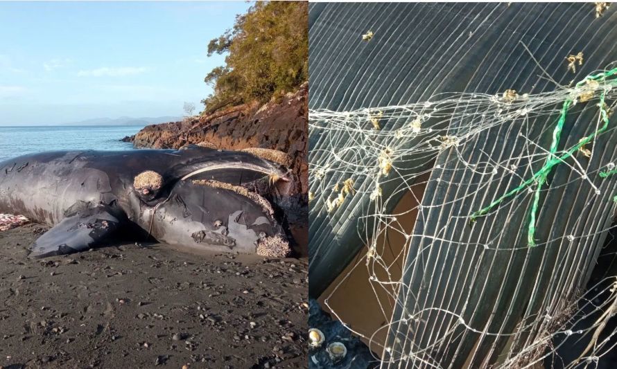 Tras muerte de ballena en peligro de extinción, ONG's solicitan al Gobierno medidas concretas de conservación