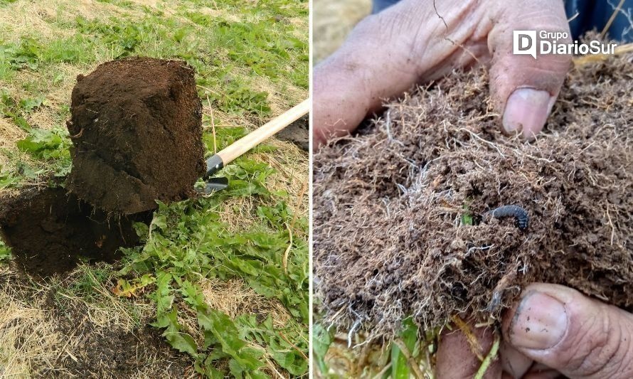 Entregan recomendaciones para tratar la plaga de la cuncunilla negra