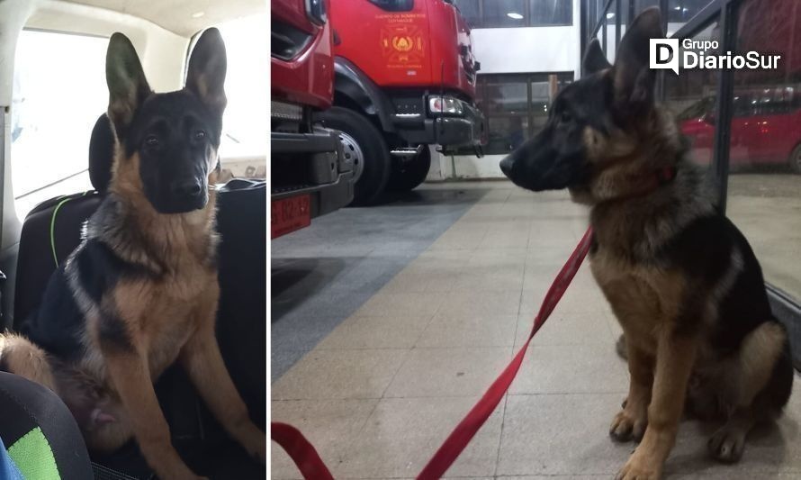 Caporal, el tierno perro que ayudó a hallar a la niña perdida