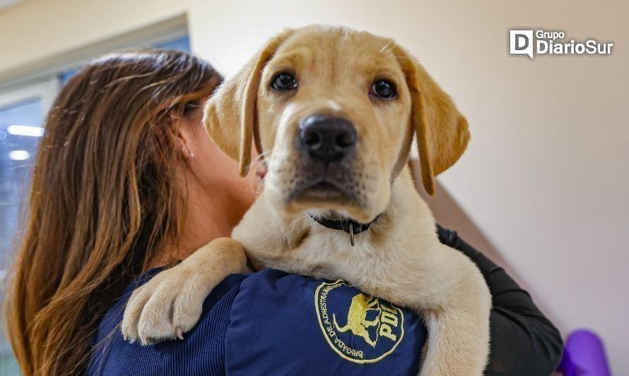 PDI de la Región de Aysén te cuenta cómo cuidar a tus mascotas de las bajas temperaturas