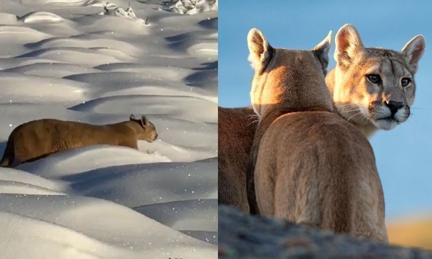 Majestuoso: así se ve un puma caminando por la nieve en la patagonia