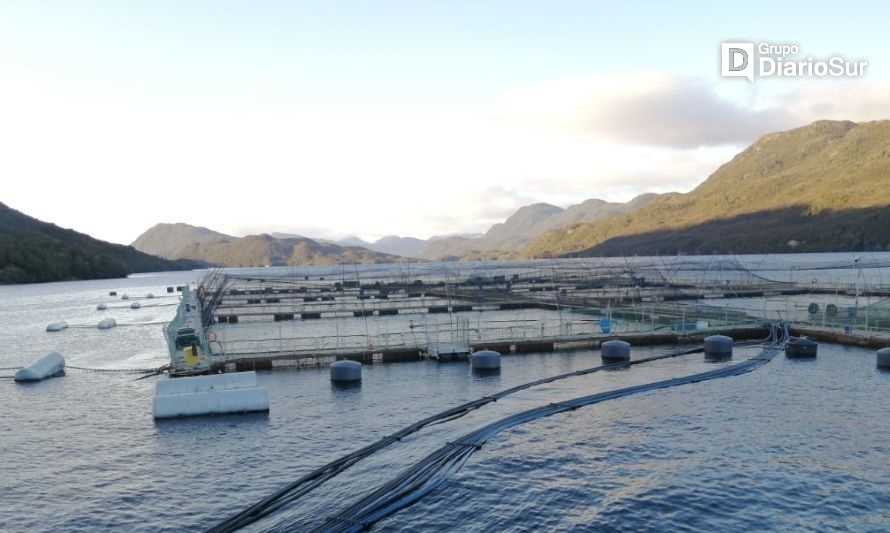 Inician sumarios sanitarios por muerte de trabajador en centro de cultivo