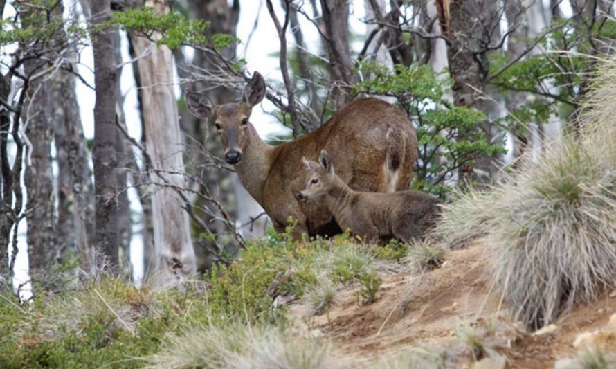 Conoce el corredor biológico binacional que busca la conservación del huemul