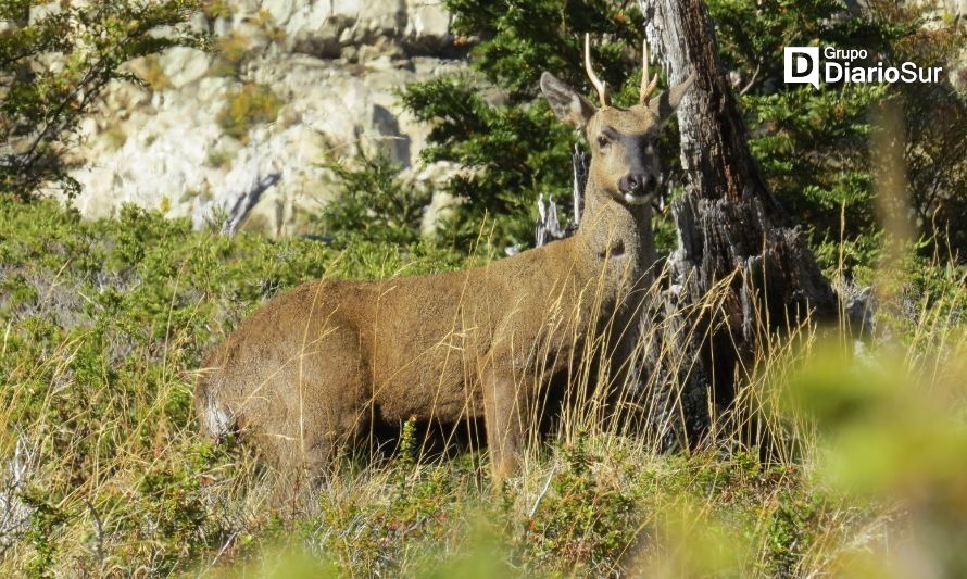 Conaf Aysén se compromete con la protección de los huemules