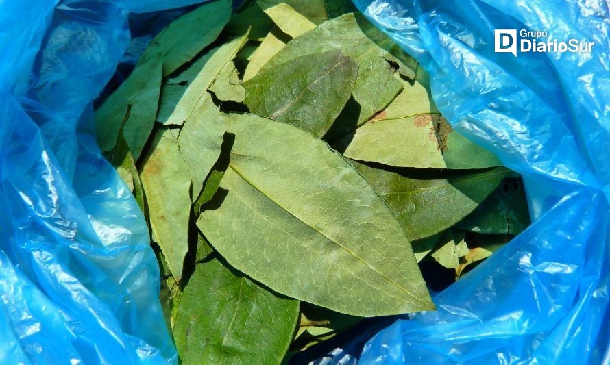 Puerto Aysén: investigan caso de docente que suministró hojas de coca a sus alumnos