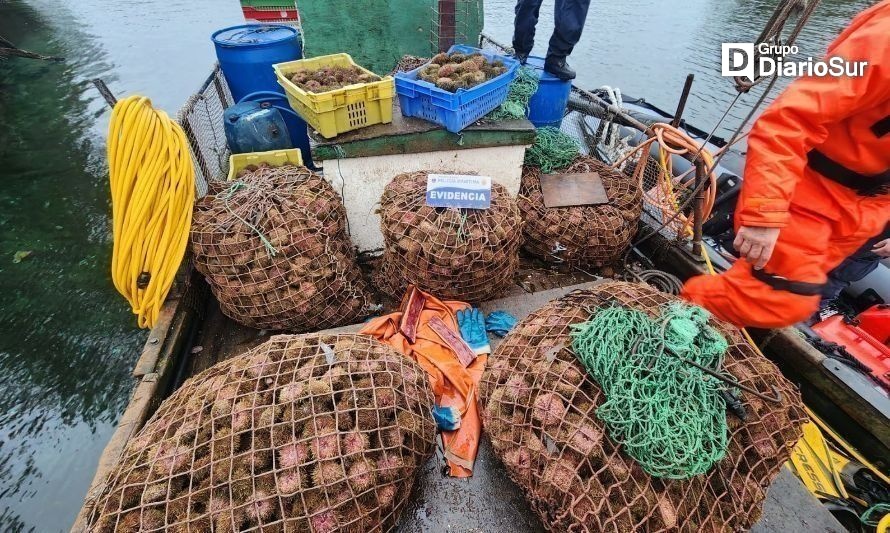 Sorprenden extracción ilegal de más de ocho toneladas de recursos del mar