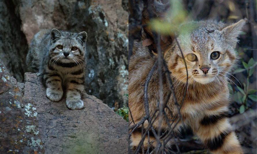Agosto, mes de los gatos: conoce los felinos nativos que habitan el país