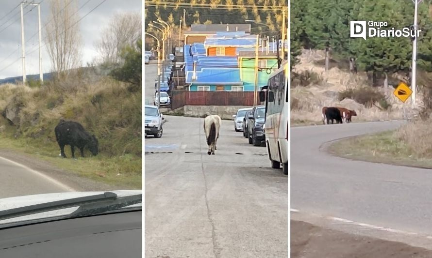 Conductores denuncian animales sueltos en caminos de Coyhaique
