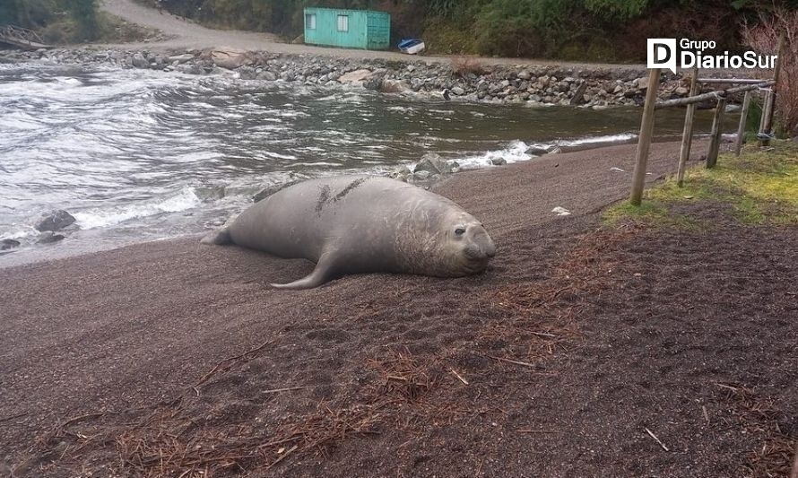 Avistan elefante marino en Bahía Acantilada