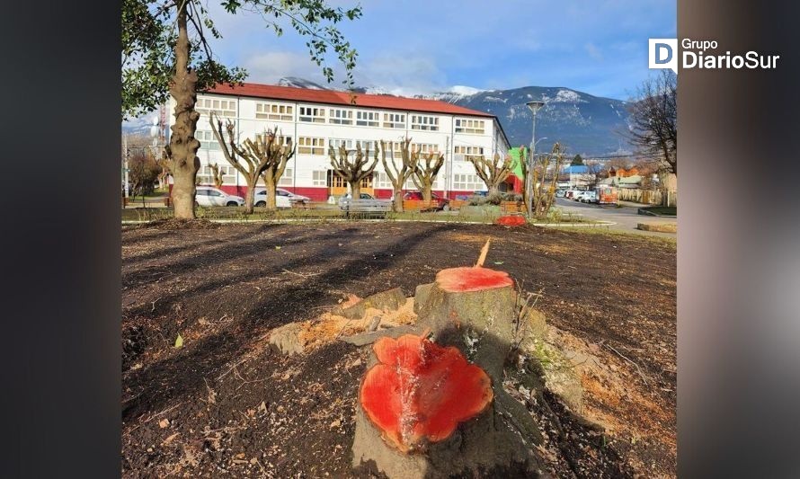 Rechazan recurso de protección por tala y poda de árboles en Coyhaique