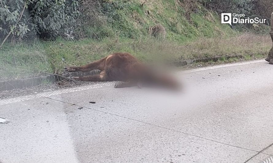 Conductores reclaman por atropello a vacuno cerca de Valle Verde