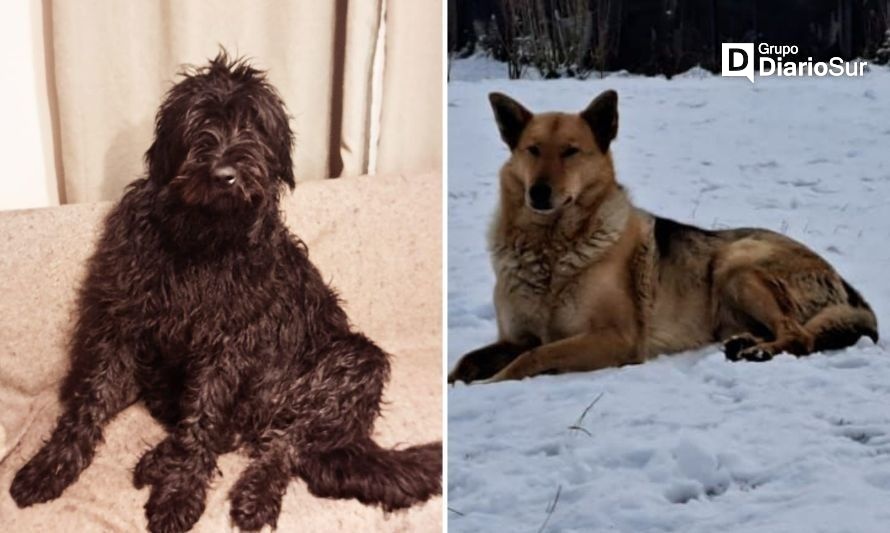 Vecinas denuncian la matanza de sus perros en Coyhaique