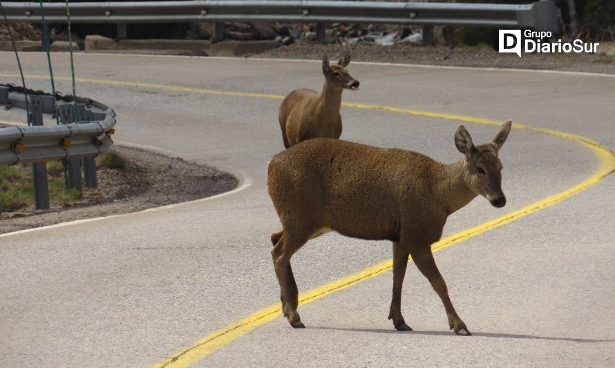 Conaf y Carabineros llaman a proteger al huemul y a prevenir incendios