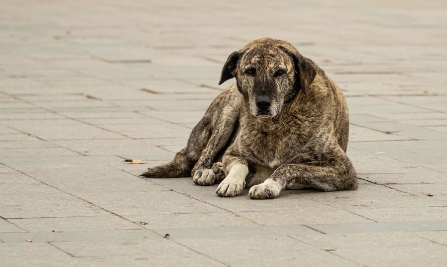 Ley Cholito al debe: estas son las penas para responsables de maltrato animal