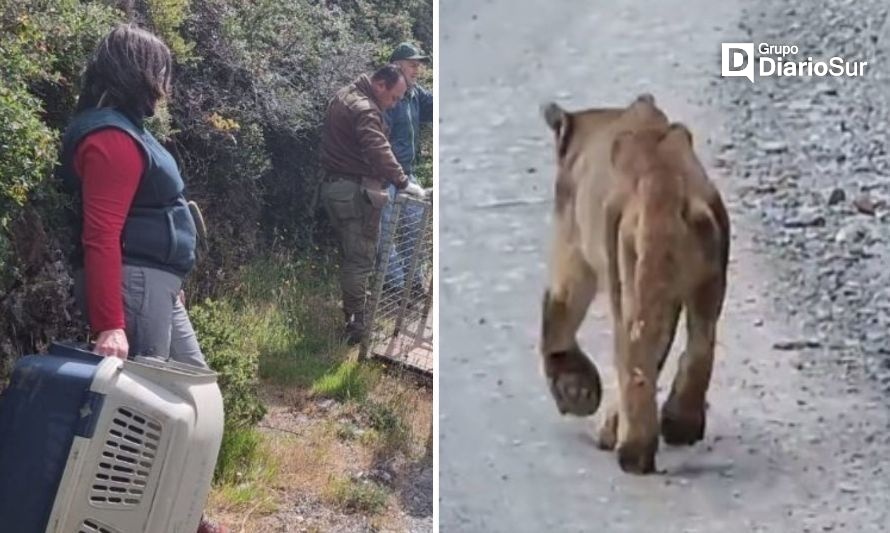 Instalan más trampas para capturar a puma herido