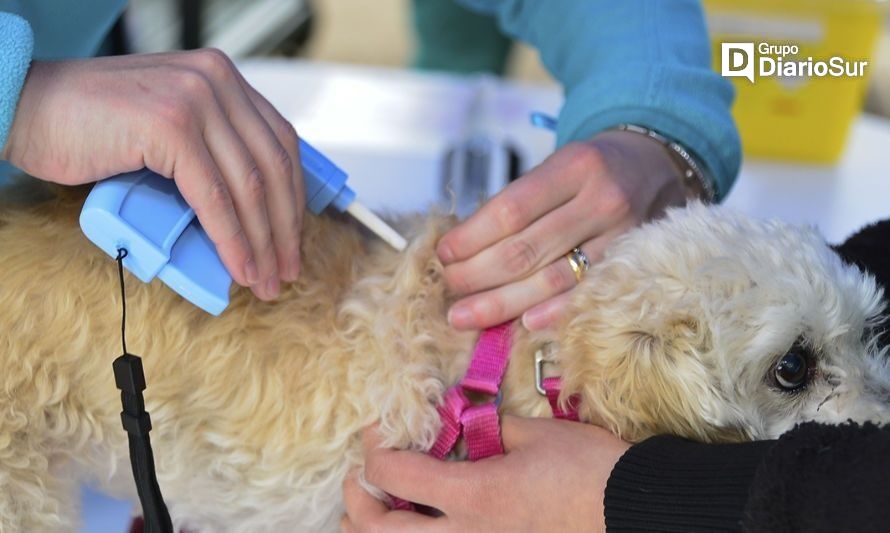 Cochrane tendrá operativo de salud para mascotas