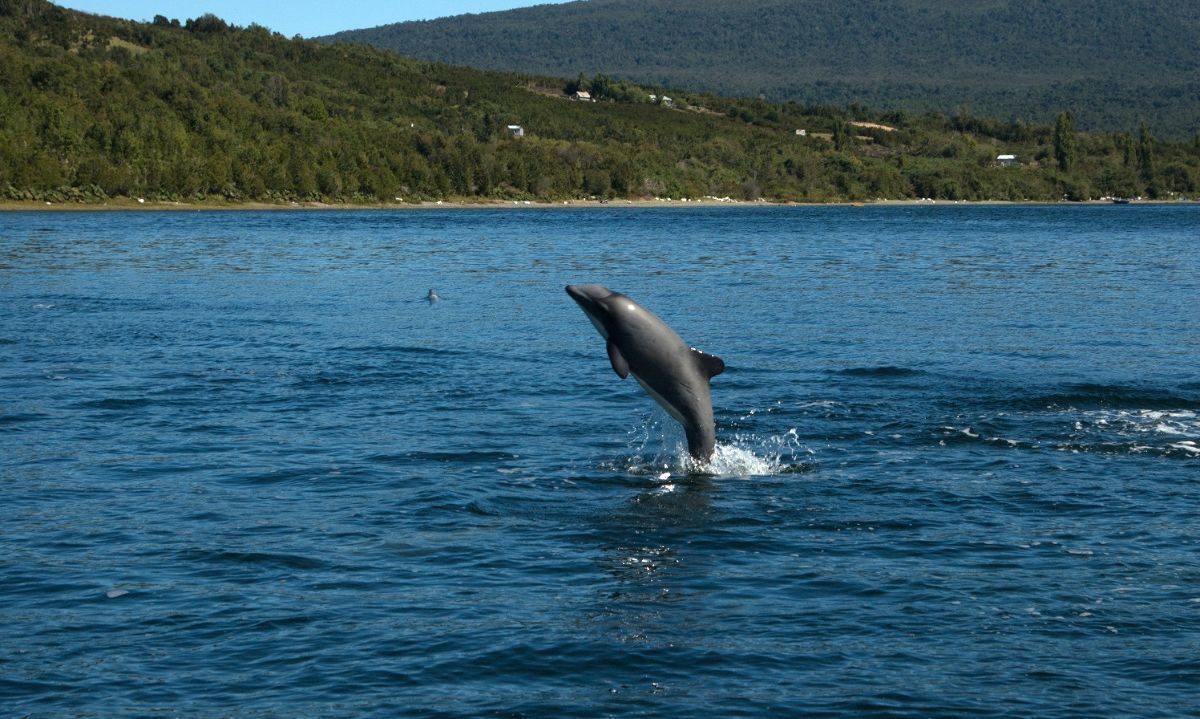 Inician proceso de elaboración del plan que resguardará al delfín chileno
