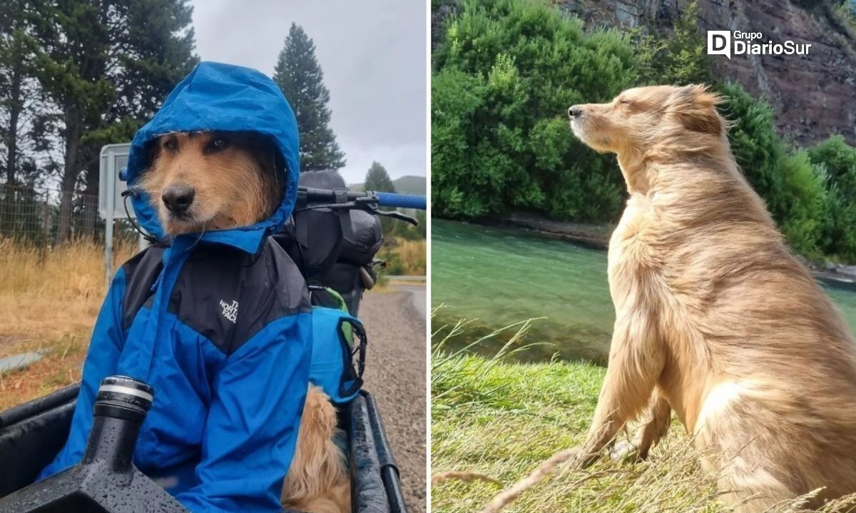 Conoce a Growlitho, el perro aventurero que recorre la Patagonia 