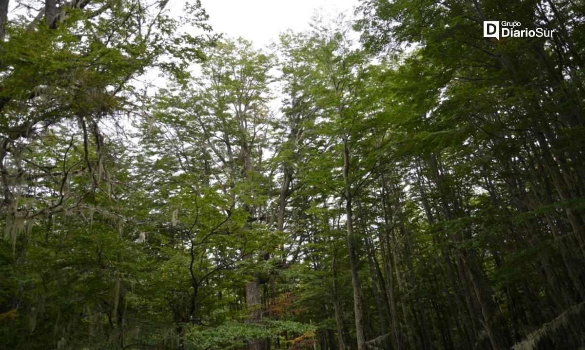 Infor Patagonia destaca la importancia de los ecosistemas en el "Día Internacional de los bosques"