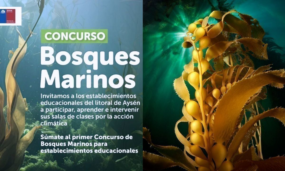 Establecimientos educacionales aún pueden sumarse al primer concurso de Bosques Marinos