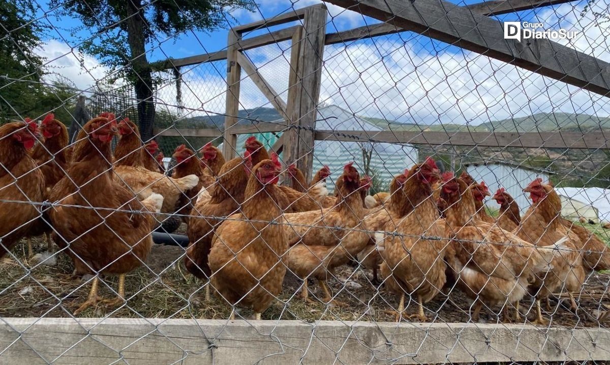 Potencian rubro avícola con Programa de Asesoría Técnica de Indap