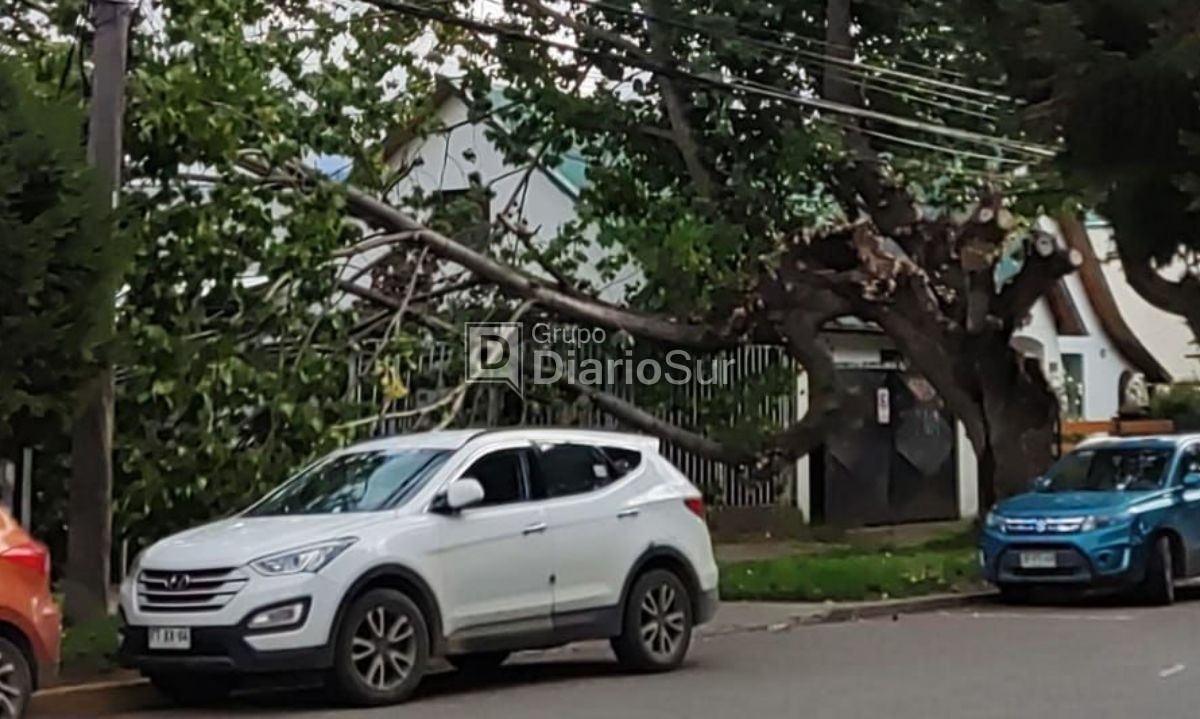 Ramas de un árbol estuvieron a centímetros de caer sobre un auto en Coyhaique 